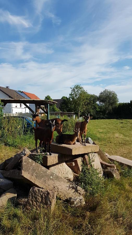 Ferienwohnung/monteurwohnung Im Schoenen Odenwald Appartement